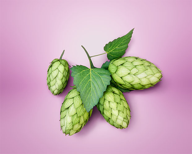 Hopfen_femina_flacher.jpg?1654939450200