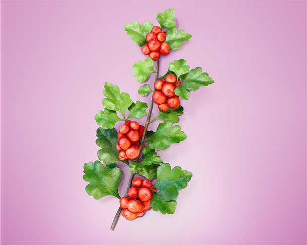 Sumach_femina_flacher.jpg?1654939519780